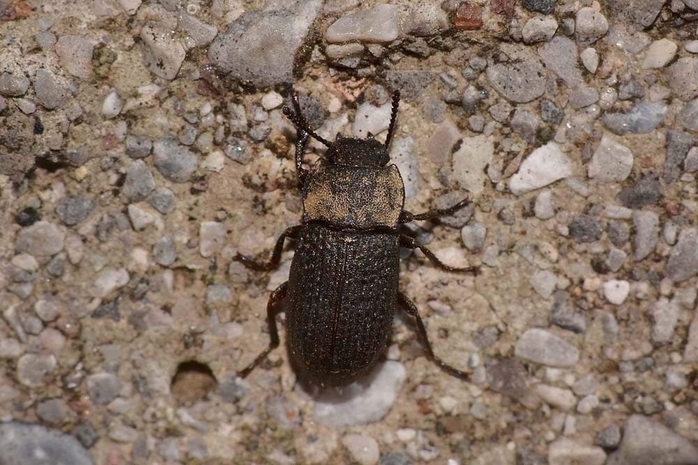 Gonocephalum granulatum nigrum, Tenebrionidae